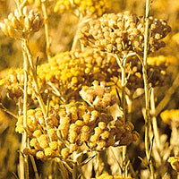Immortelle_2 Featured Ingredient - L'Occitane