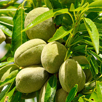 Almond Featured Ingredient - L'Occitane