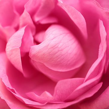 Featured Ingredient - L'Occitane