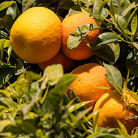Japanese_Mandarin_1 Featured Ingredient - L'Occitane