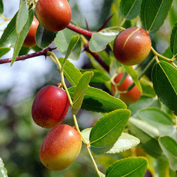  Featured Ingredient - L'Occitane