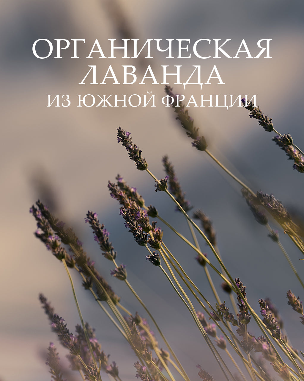 Туалетная вода Lavande