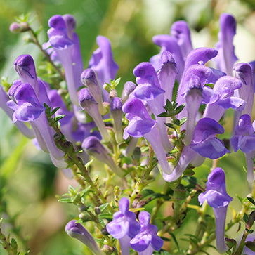 Featured Ingredient - L'Occitane