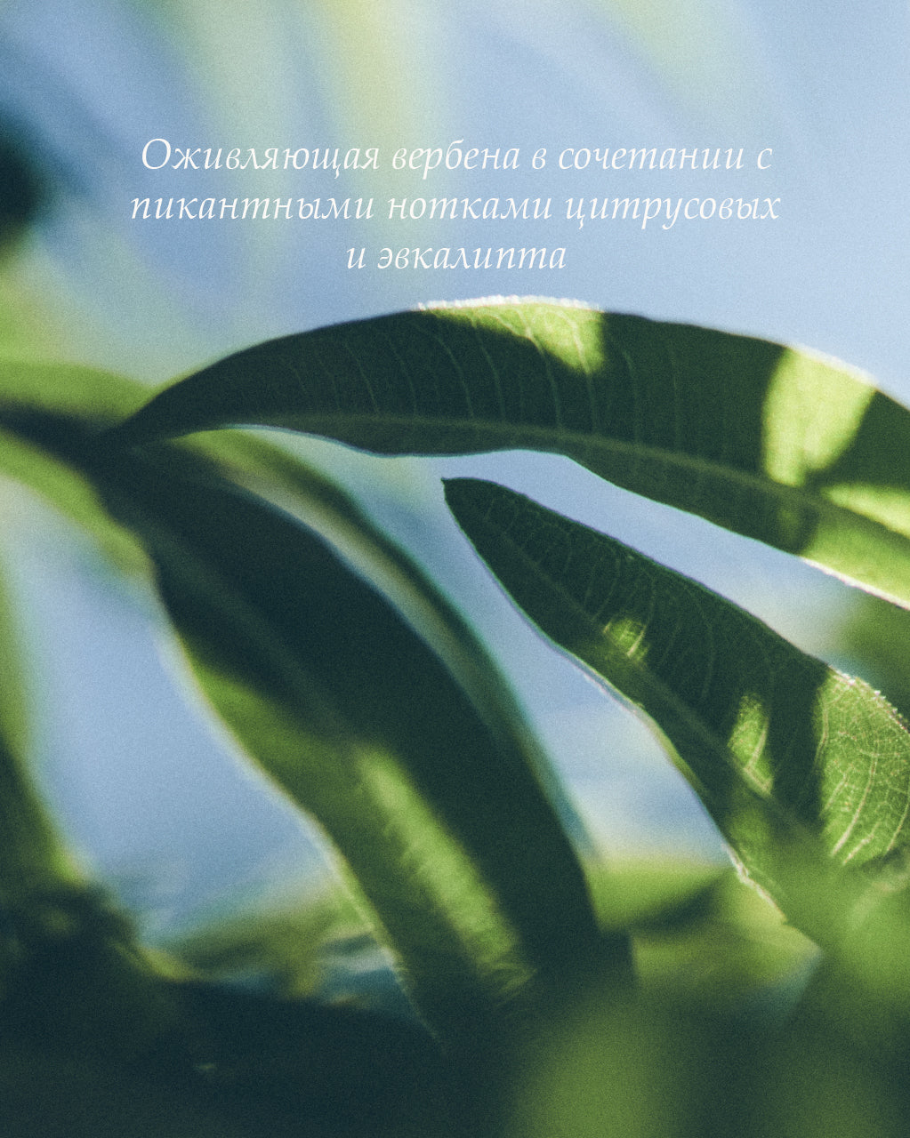 Verbena qo‘l suyuq sovuni