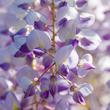 Featured Ingredient - L'Occitane