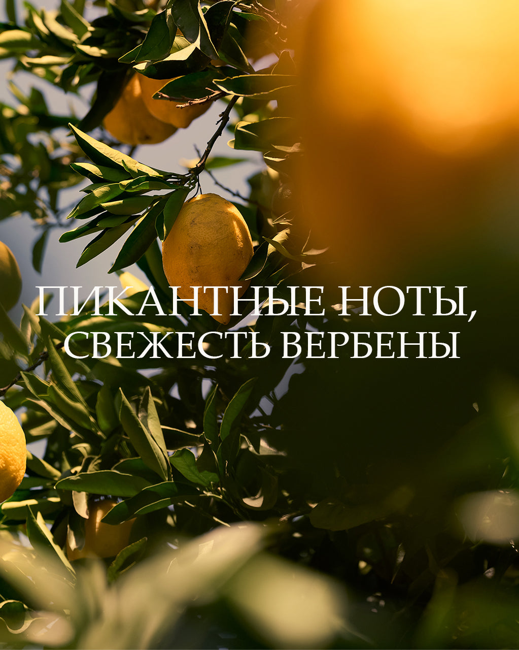 Парфюмированный лосьон для тела Verveine Agrumes